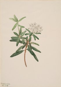 Labradorský čaj Grónský led, 1905. od Mary Vaux Walcott