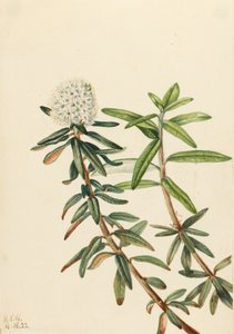 Labradorský čaj Ledum groenlandicum, 1922 od Mary Vaux Walcott