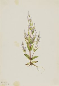 Žebřík hořec Gentiana acuta, 1916. od Mary Vaux Walcott