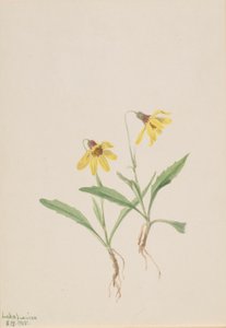 Arnika z jezera Louise (Arnica louisiana) od Mary Vaux Walcott