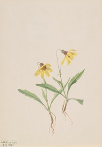Lake Louise Arnica Arnica louisiana, 1905. od Mary Vaux Walcott