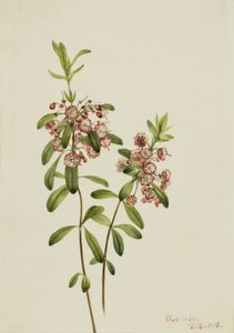 Kalmie úzkolistá (Kalmia angustifolia) od Mary Vaux Walcott