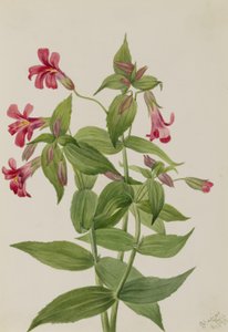 Opičí květ Lewisův (Mimulus lewisii) od Mary Vaux Walcott