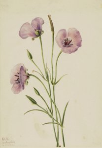 Lilac Mariposa (Calochortus splendens) od Mary Vaux Walcott