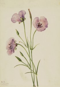 Šeříkový motýl Calochortus splendens, od Mary Vaux Walcott