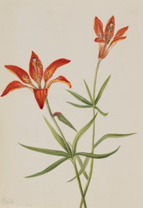 Lilie (Lilium montanum) od Mary Vaux Walcott