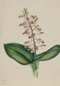Lily Twayblade (Liparis liliifolia) od Mary Vaux Walcott