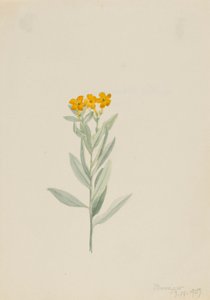 Lithospermum canescens od Mary Vaux Walcott