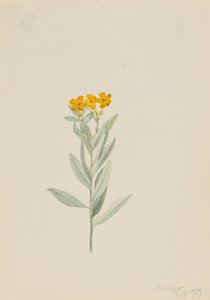 Lithospermum canescens, 1907. od Mary Vaux Walcott