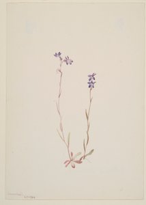 Lobelia Kalmii od Mary Vaux Walcott