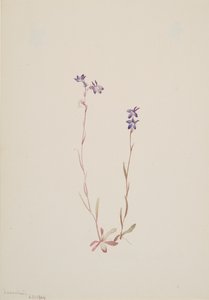 Lobelia Kalmii, 1904. od Mary Vaux Walcott