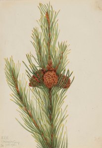 Borovice kleč (Pinus Contorta murrayana) od Mary Vaux Walcott
