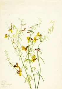 Lotus puberulus od Mary Vaux Walcott