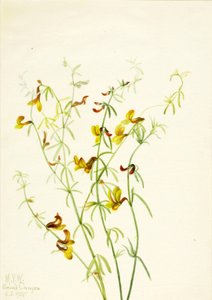 Lotus puberulus, 1935. od Mary Vaux Walcott