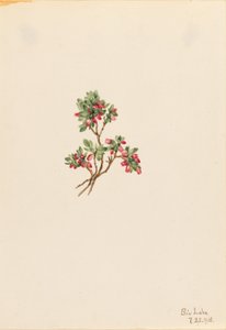 Nízká borůvka (Vaccinium caespitosum) od Mary Vaux Walcott