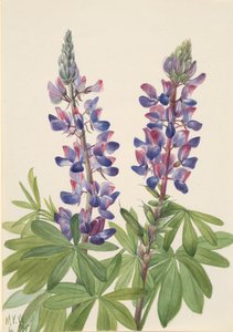 Lupin Lupinus fornosus, 1935. od Mary Vaux Walcott