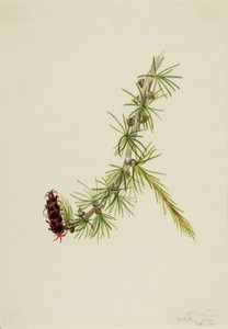 Modřín Lyallův (Larix lyallii) od Mary Vaux Walcott