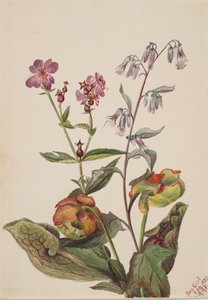 Luční krasavice Rhexia virginica, chřestýš Roat Nabalus albus, džbán..., 1880. od Mary Vaux Walcott