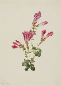 Menzies Pentstemon Pentstemon menziesii, 1925. od Mary Vaux Walcott