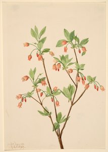 Menziesea Menziesea glabella, 1907. od Mary Vaux Walcott