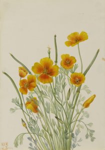 Mák mexický (Eschscholtzia mexicana) od Mary Vaux Walcott