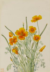 Mexický mák Eschscholtzia mexicana, 1927. od Mary Vaux Walcott