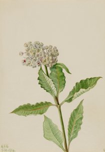 Mlékovec (Ascelpias) od Mary Vaux Walcott