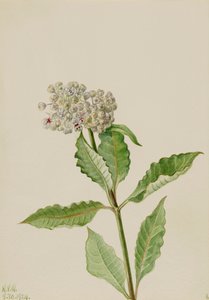 Milkweed Ascelpias, 1924. od Mary Vaux Walcott