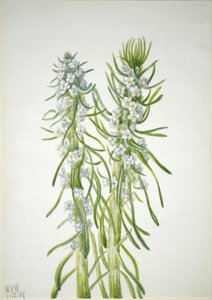 Hornická svíčka (Oreocarya virgata) od Mary Vaux Walcott