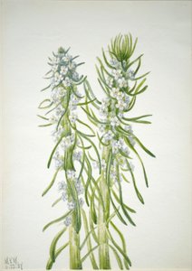 Hornická svíčka Oreocarya virgata, 1937 od Mary Vaux Walcott