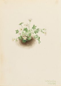 Mistmaiden (Romanzoffia sitchensis) od Mary Vaux Walcott