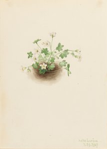 Mistmaiden Romanzoffia sitchensis, 1907. od Mary Vaux Walcott