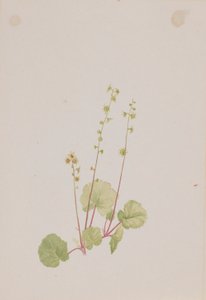 Nahá Mitella od Mary Vaux Walcott