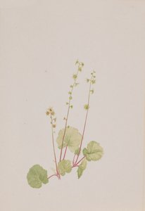 Nahá mušle, ca. 1900-1920. od Mary Vaux Walcott