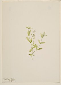 Moehringia laberiflora od Mary Vaux Walcott