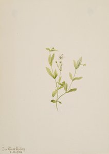 Moehringia laberiflora, 1904. od Mary Vaux Walcott