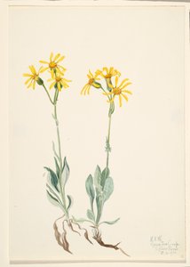 Montana Parnassia Parnassia montanesis, 1920. od Mary Vaux Walcott