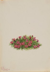 Mech Campion (Silene acaulis) od Mary Vaux Walcott