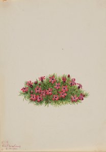 Moss Campion Silene acaulis, 1924. od Mary Vaux Walcott
