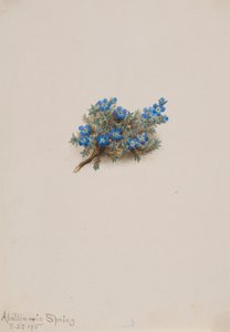 Mech Zapomenutka (Eritichum elongatum) od Mary Vaux Walcott