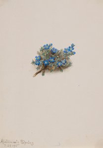 Mechová Pomněnka Eritichum elongatum, 1915. od Mary Vaux Walcott