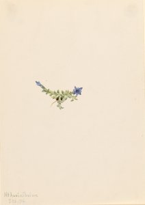 Hořec prostý (Gentiana prostrata) od Mary Vaux Walcott