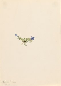 Hořec mechový Gentiana prostrata, 1916. od Mary Vaux Walcott