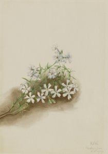 Mech růžový (Phlox subulate) od Mary Vaux Walcott