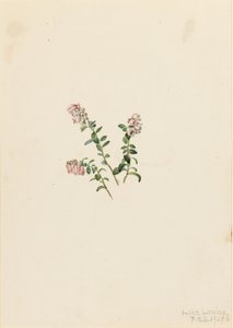 Brusinka horská (Vaccinium vitisidaea minus) od Mary Vaux Walcott
