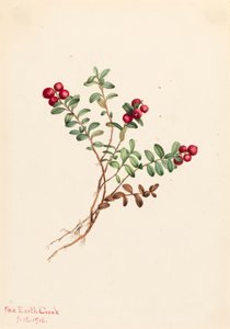 Brusinka horská Vaccinium vitisdaea minus, 1916. od Mary Vaux Walcott