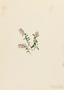 Brusinka horská Vaccinium vitisidaea minus, 1907. od Mary Vaux Walcott