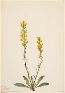Zlatobýl horský (Solidago oreophila) od Mary Vaux Walcott