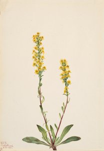 Mountain Goldenrod Solidarity Oreophila, od Mary Vaux Walcott