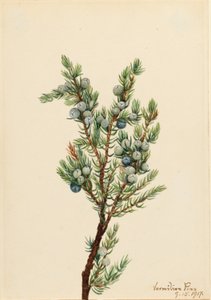 Jalovec sibiřský (Juniperus sibirica) od Mary Vaux Walcott